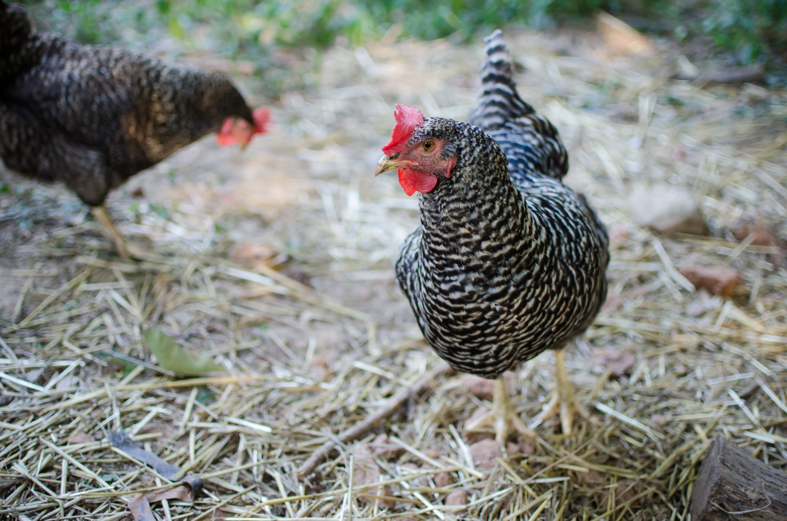 raising chickens