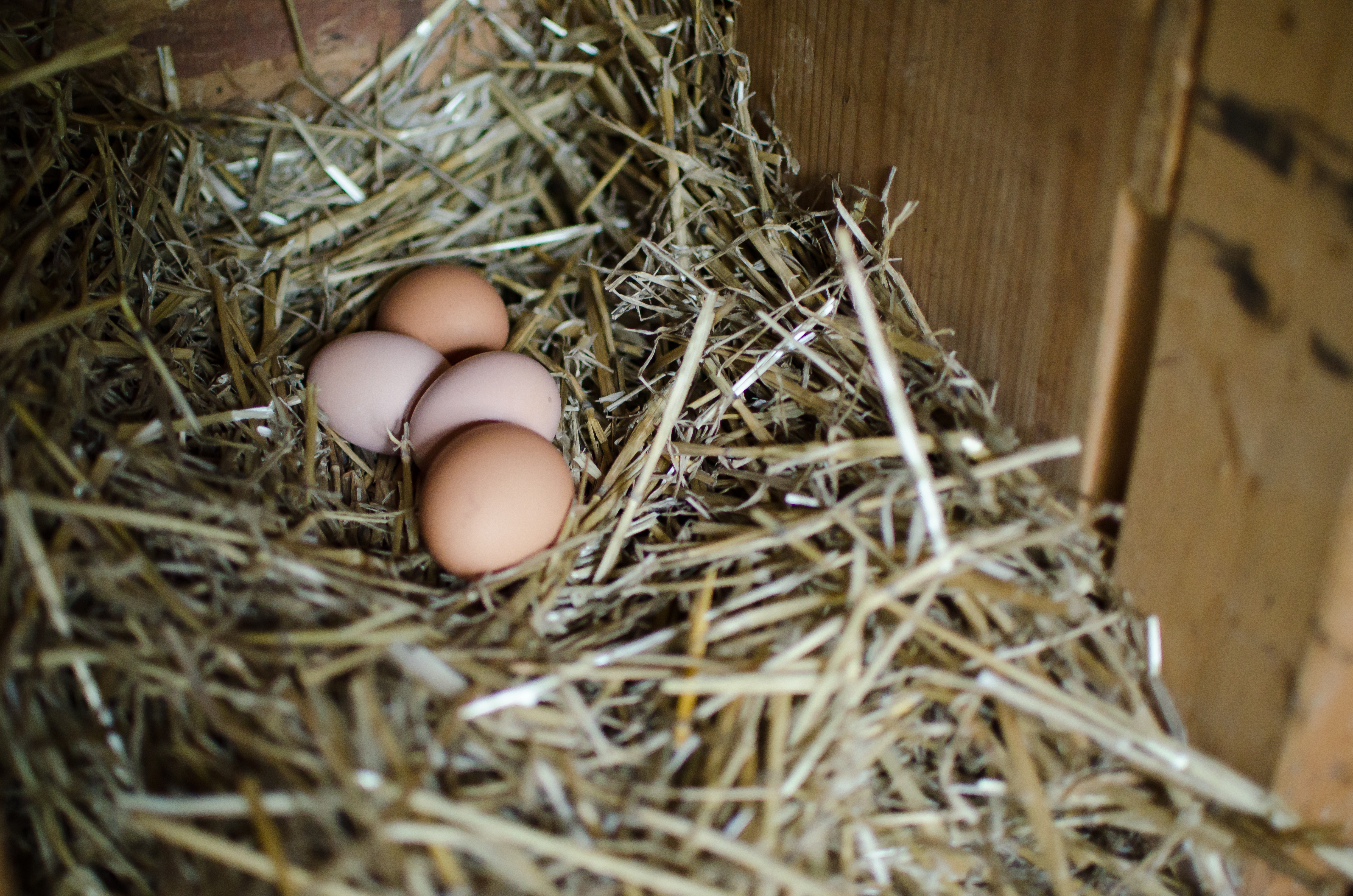 How to clean and prepare eggs for incubation
