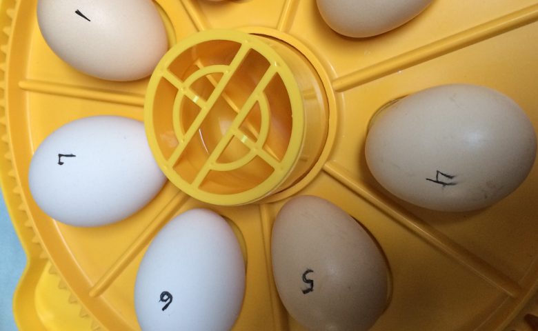hatch eggs