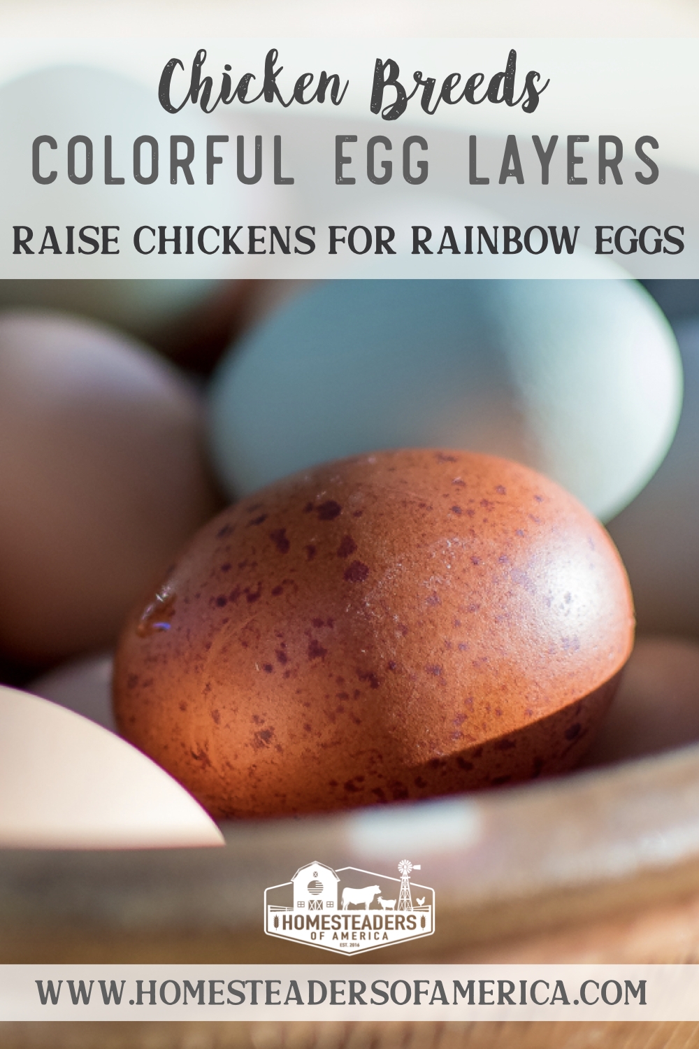 Do you know the chicken breed egg colors? Many lay colorful blue, green, pink, and grey colored eggs. Find out which breeds lay rainbow eggs.