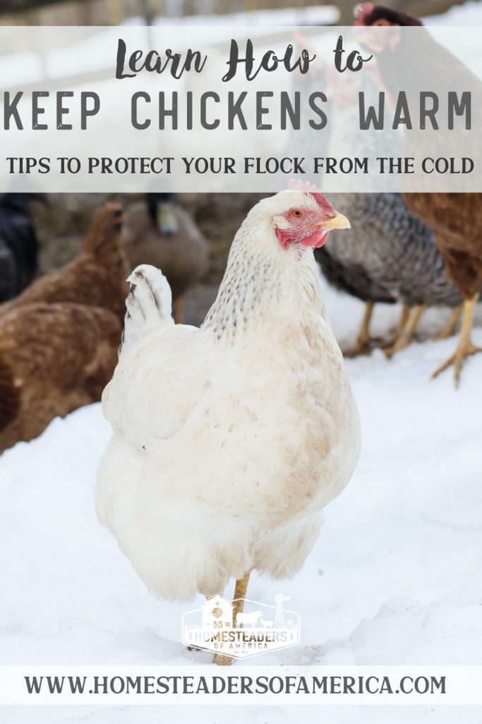 How to Keep Chickens Warm