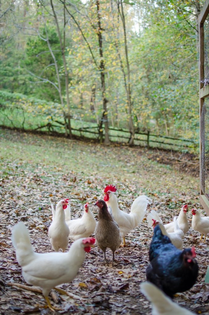 Do you need really need a rooster on the homestead? There are many reasons to own a rooster, especially if on a working farm or homestead. 