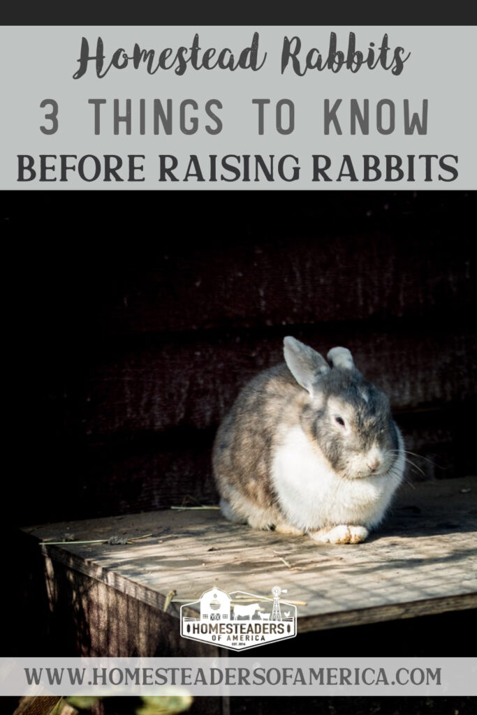 3 Things to Know Before Raising Rabbits on the Homstead #meatrabbits #raisingrabbits #rabbits #homesteading #smallfarm