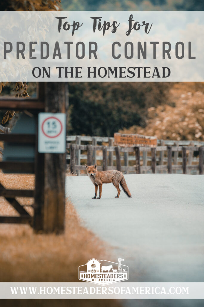 Predator Control on the Homestead