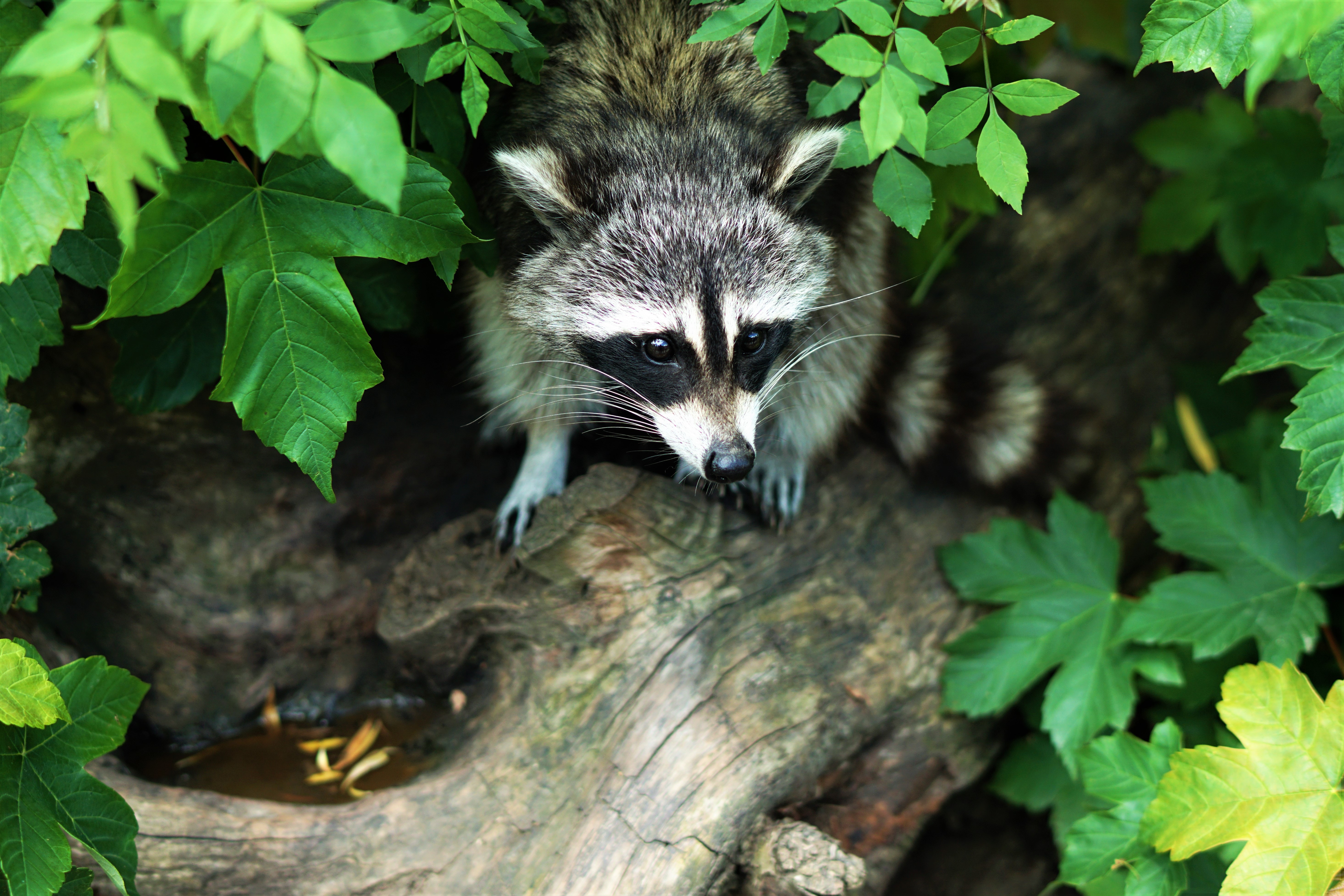 Raccoon on a log- Predator control on the homestead