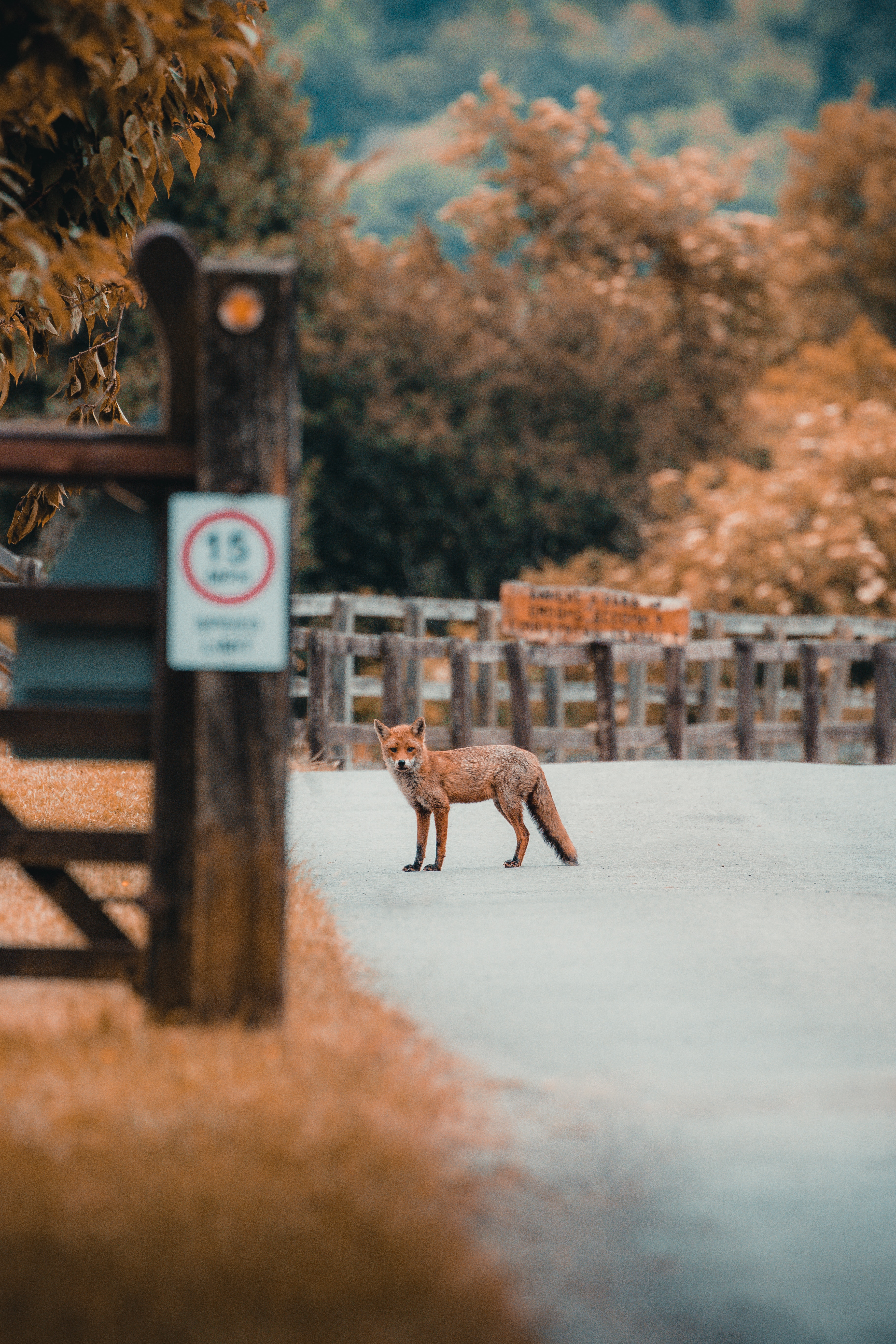 Fox outside a fence- Predator control on the homestead