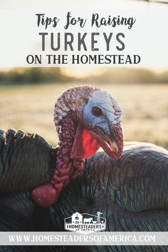 Tips for Raising Turkeys on the Homestead