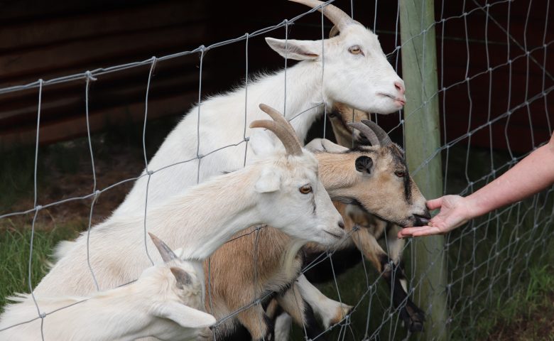 Is it the right time to raise goats?