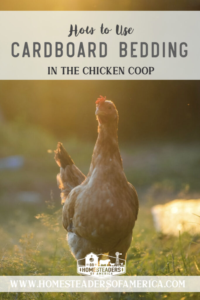Cardboard coop bedding is a great alternative to using straw or sand in the coop. Cardboard is biodegradable, making it an excellent item for the garden. #homestead #homesteading #chickens #backyardchickens #chickencoop #selfsufficiency