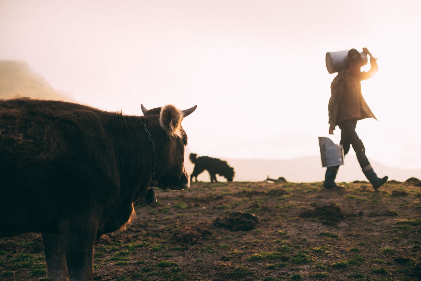 Dairy Supplies for the Family Cow - Homesteaders of America