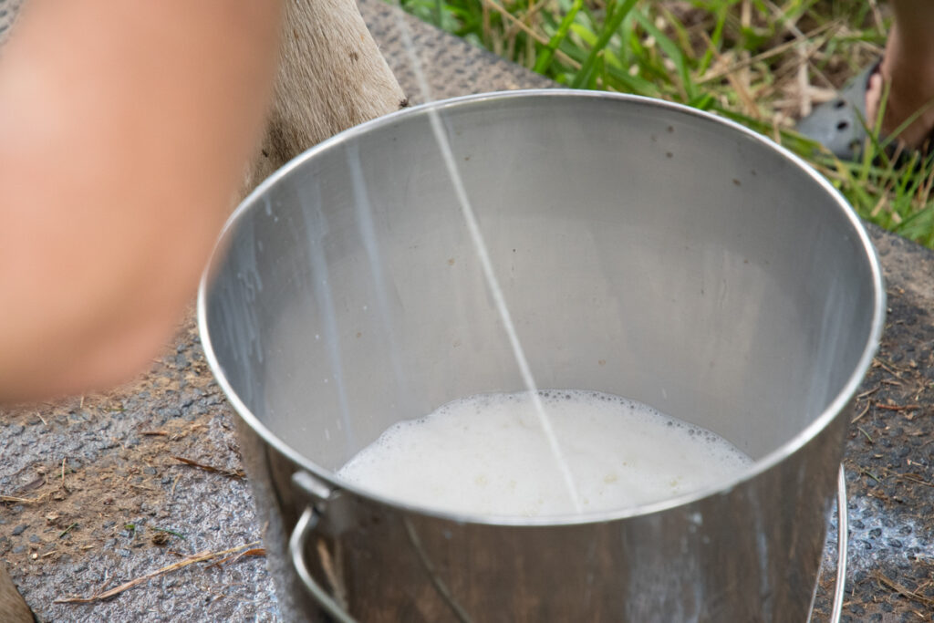 Family Cow Dairy Supplies