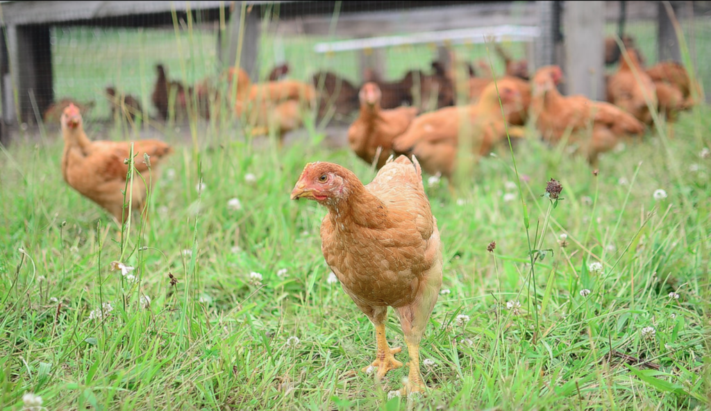 Meat Chicken Breeds: Young Freedom Ranger Broiler