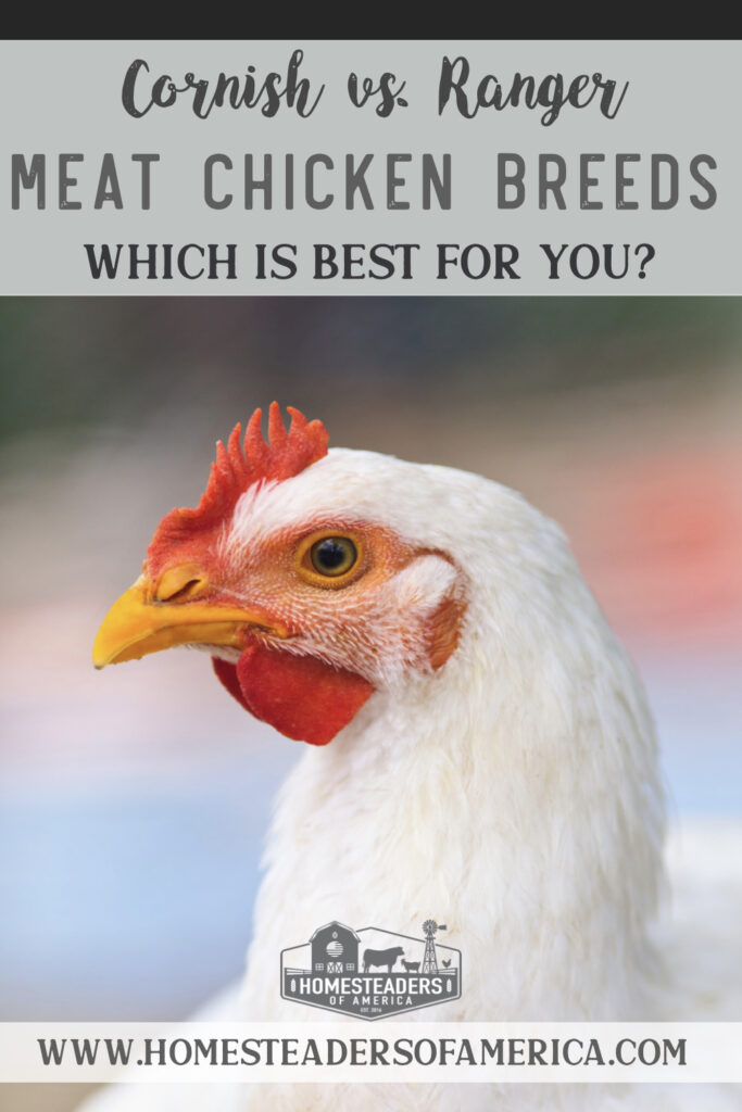 Cornish Cross v. Freedom Rangers: Which Meat Chicken Breeds Should You Raise?