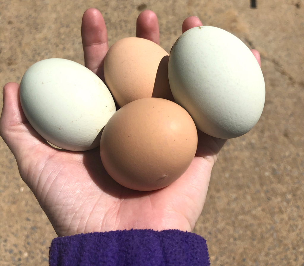 Eggs from Free-Ranging Chickens