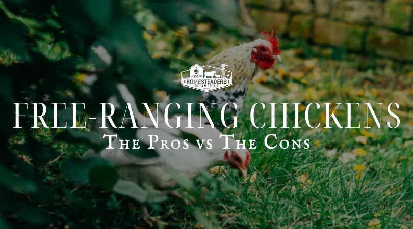 Free-Ranging Chickens: Pros and Cons Every Homesteader Should Consider ...