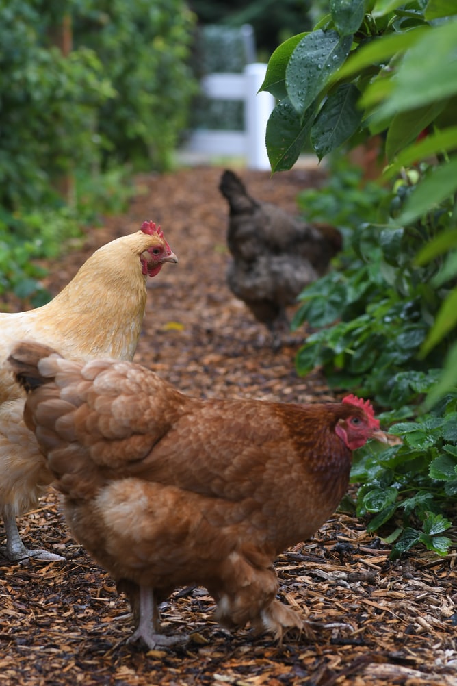 Free-Ranging Chickens in the Garden
