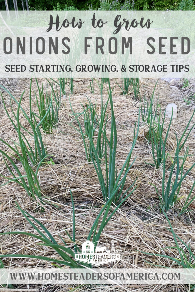 How to Grow Onions from Seed: Seed Starting, Caring for Seedlings, Transplanting, Growing, Harvesting, Curing, & Storage 