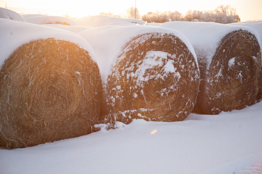 Winter Homestead Organization