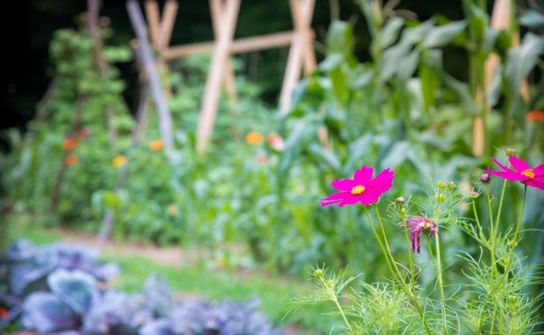 When to Plant Your Garden Monthly Growing Guides