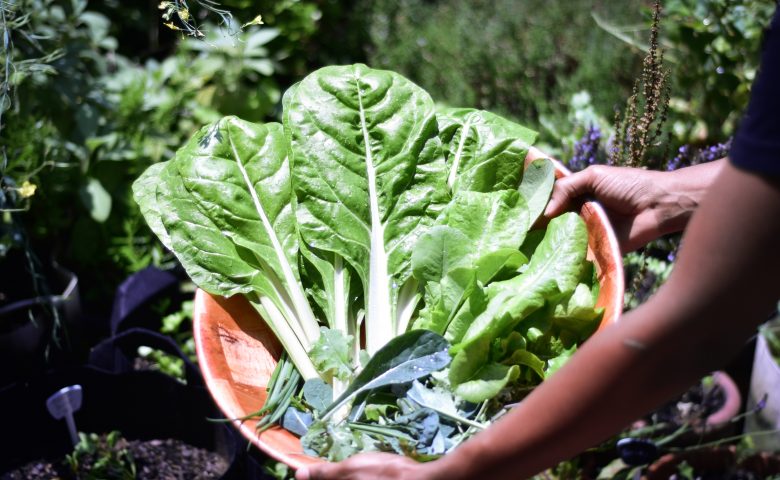 What to Plant in the Vegetable Garden in June