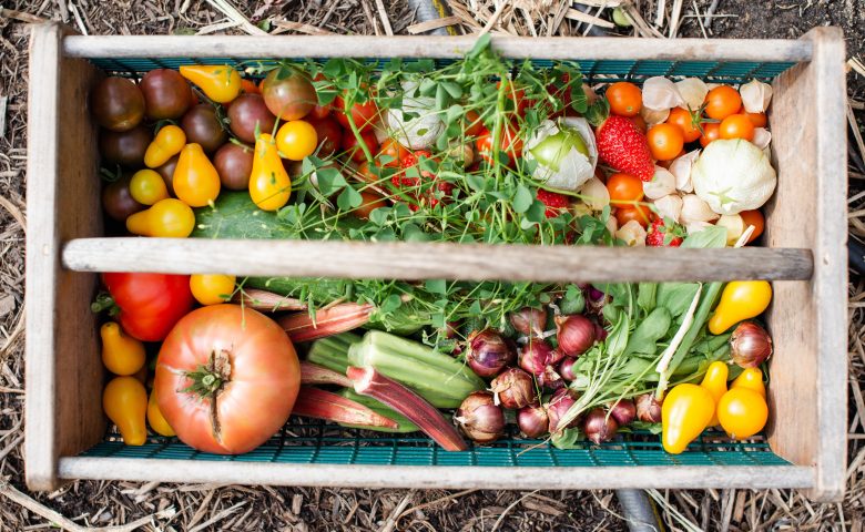 What to Plant in August: Vegetable Growing Guide