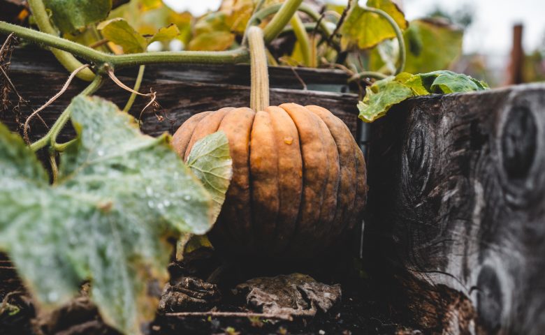 What to Plant in October Vegetable Garden