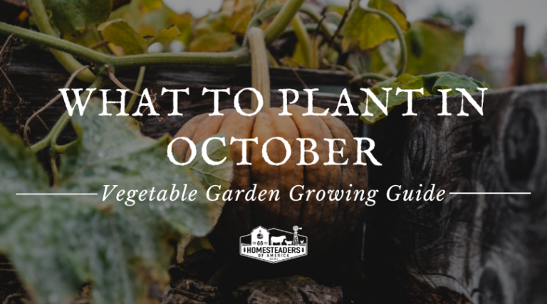 What to Plant in October: Vegetable Garden Growing Guide