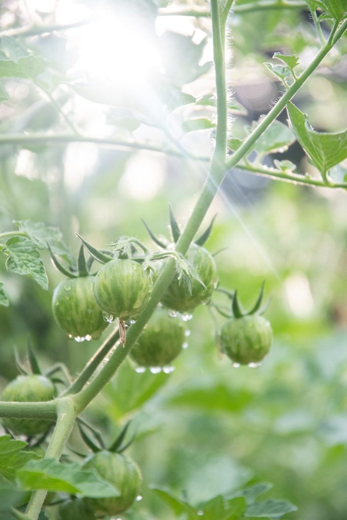 Green Tomatoes on plant