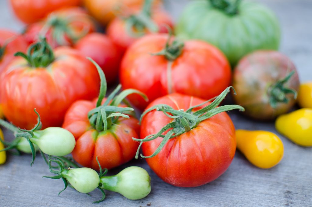 How to Grow Tomatoes from Seed