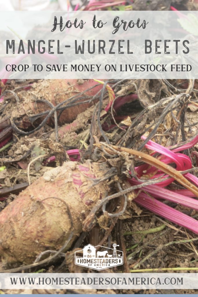 Learn how to grow mangel wurzel beets as a feed crop to slash your livestock feed bill and gain greater self-sufficiency on your homestead!
