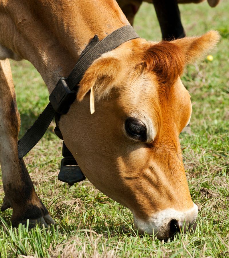 Dairy cow grazing on pasture