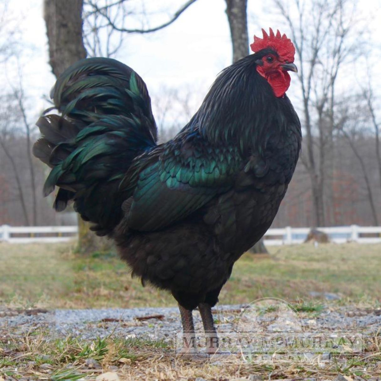 The Jersey Giant Jersey Giant Chicken Breed Guide LYIFAM