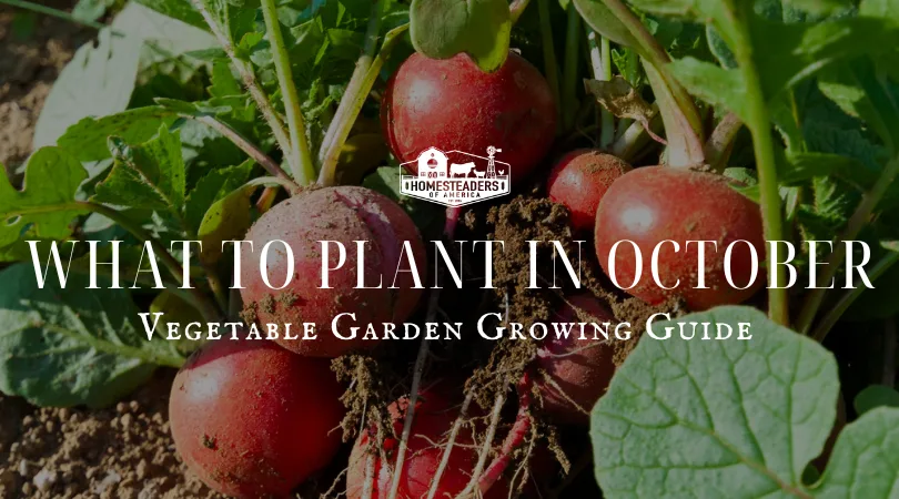 What to Plant in October: Vegetable Garden Growing Guide - Homesteaders ...